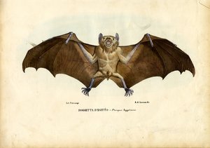 Pipistrello della frutta egiziano, 1863-79 da Raimundo Petraroja